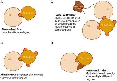 Counting Degrons: Lessons From Multivalent Substrates for Targeted Protein Degradation